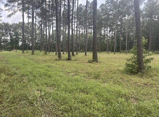 185 Forrest Rd, Home with 0 bedrooms, 0 bathrooms and null parking in Huntington TX | Image 15