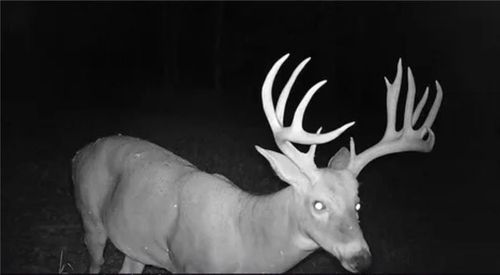 32677 Cougar Way, Cole Camp, MO, 65325 | Card Image
