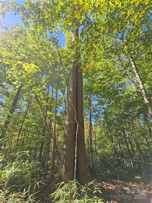 TBD Lackey Town Rd, Old Fort, NC, 28762 | Card Image