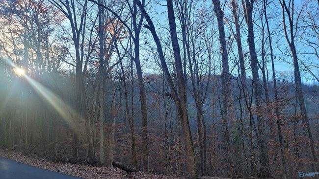 80 acres Rock Creek Rd, Home with 0 bedrooms, 0 bathrooms and null parking in Eva AL | Image 6