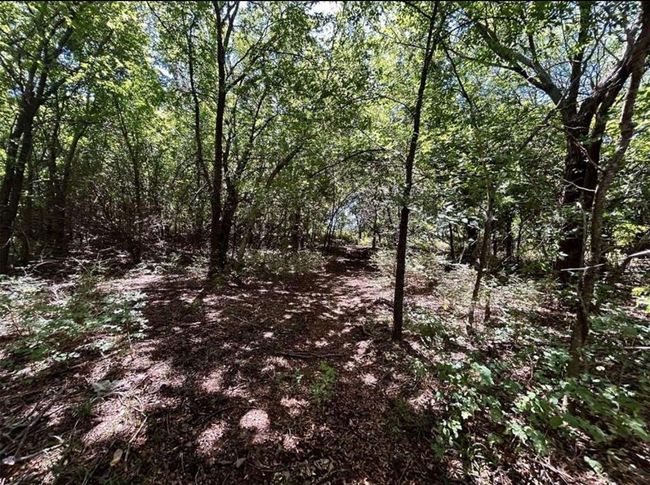 View of nature featuring a forest view | Image 13