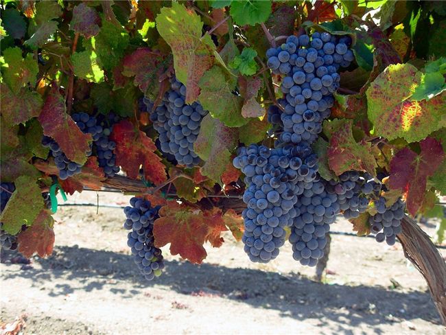 Grapes | Image 31
