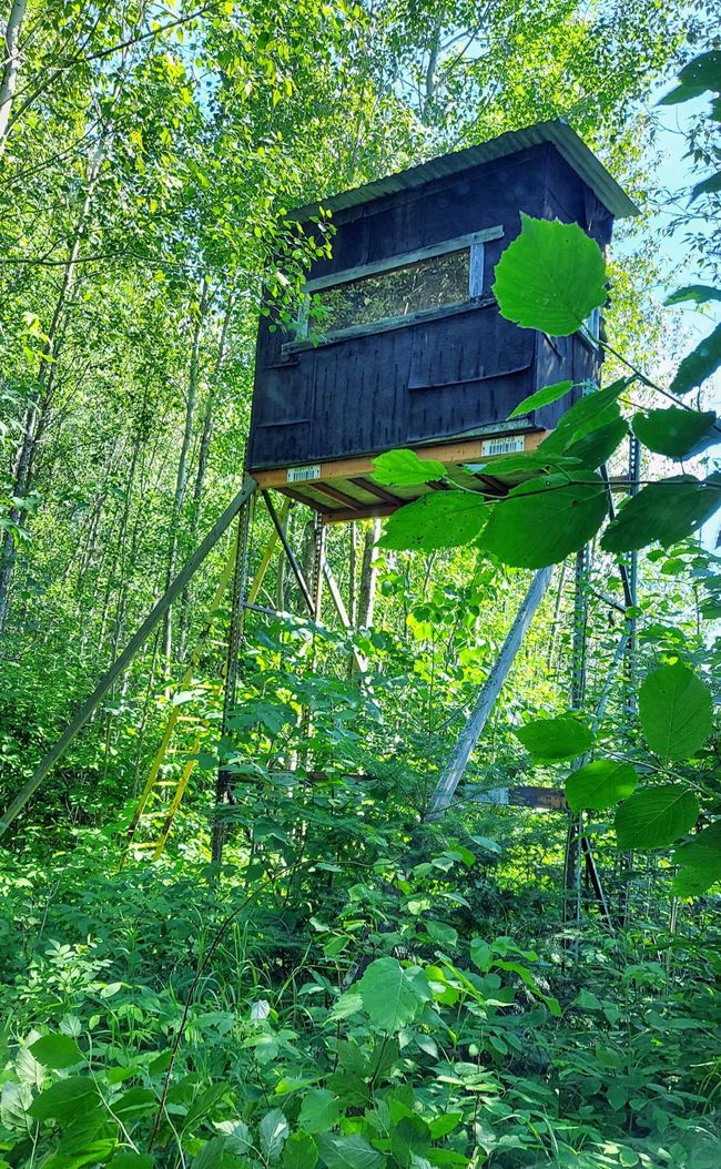 Deer stand.jpg | Image 4