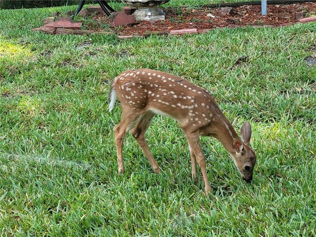 11628 Sw 140 Th Loop, House other with 2 bedrooms, 2 bathrooms and null parking in DUNNELLON FL | Image 72
