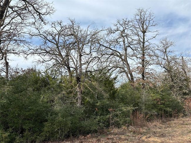 example of large trees on 63/64 | Image 13