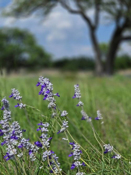 21-Lot 21 Badger Ridge Rd, Fredericksburg, TX, 78624 | Card Image