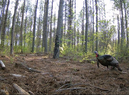 0 Richardson Rd, Warrenton, NC, 27589 | Card Image