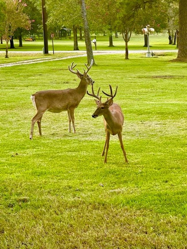 Had to show the incredible view from the front porch. Equal views from the rear porch. | Image 41