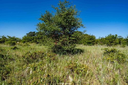 9999 County Road 240, Rising Star, TX, 76471 | Card Image