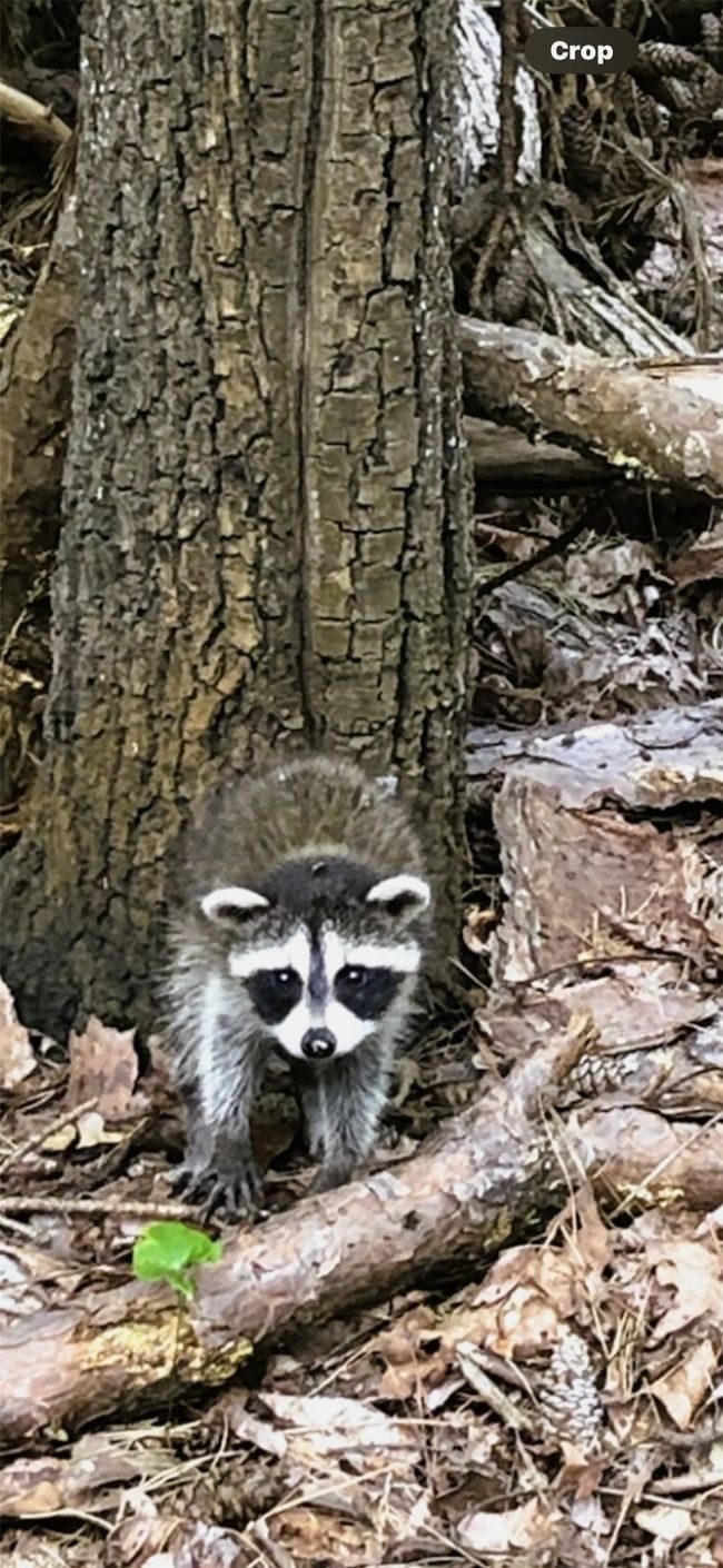 Wildlife all around | Image 4