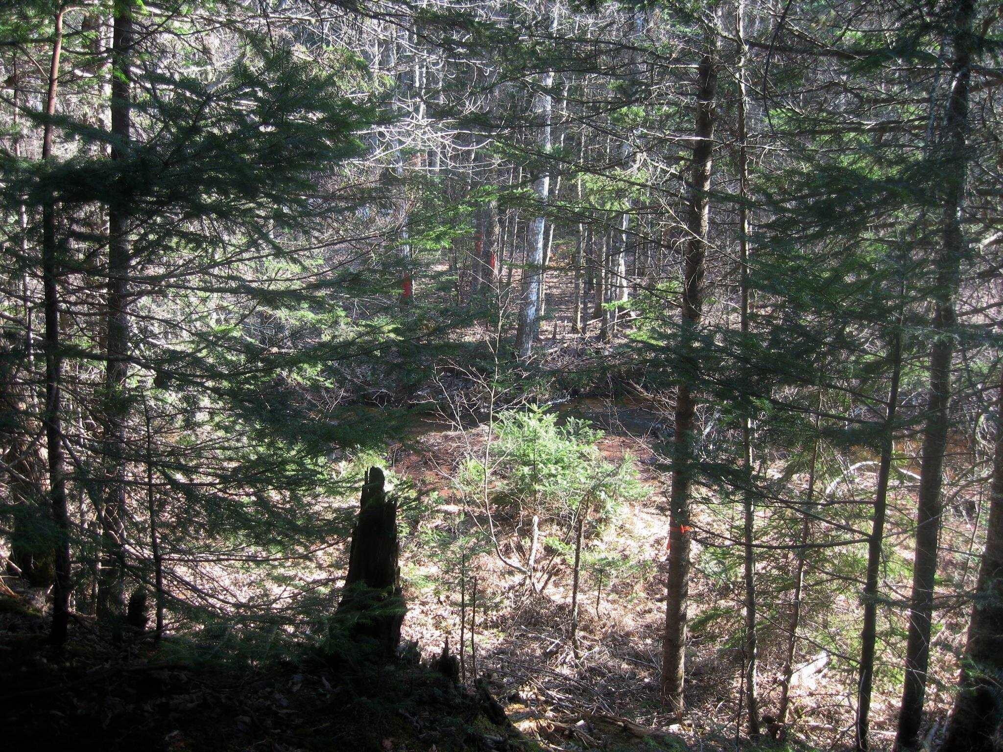 Land in Wentworth