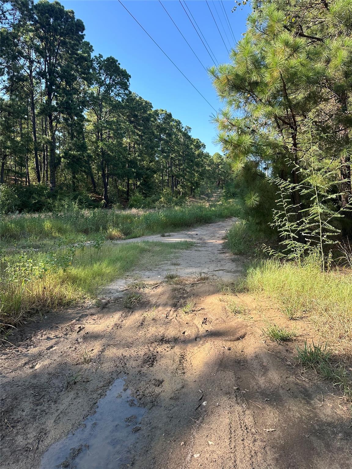 Land in Bastrop 4