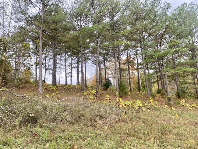 427 Blooming Grove Rd, House other with 2 bedrooms, 2 bathrooms and null parking in Five Points TN | Image 17