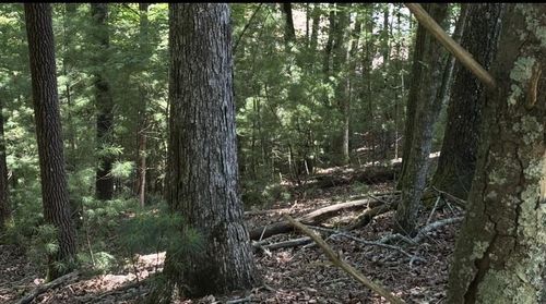 Lot 3662 Hannah Ct, Ellijay, GA, 30540-6975 | Card Image