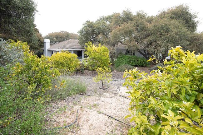 Mini citrus orchard | Image 60