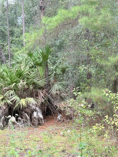Tbd Ne 237th Pl, Fort Mc Coy, FL, 32134 | Card Image