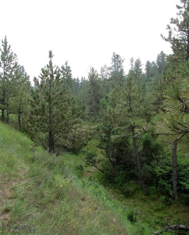 Seasonal Creek area | Image 26