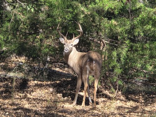 1159 Mikus Road, Weatherford, TX, 76087 | Card Image