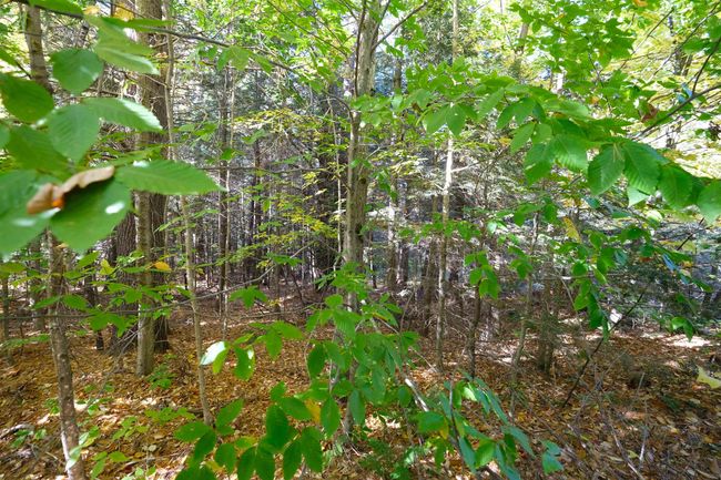 0 Ellison Loop, Home with 0 bedrooms, 0 bathrooms and null parking in Ludlow VT | Image 9