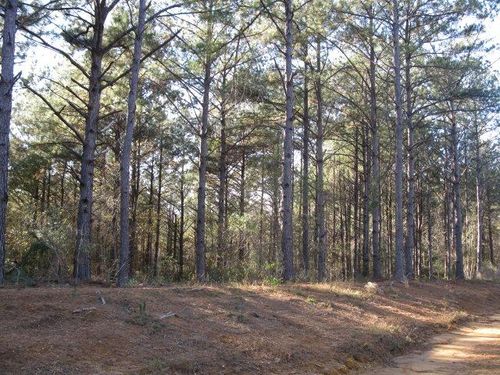 Lot 1 Parkview Estates, Ellisville, MS, 39437 | Card Image