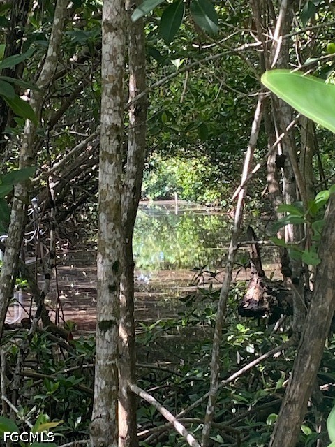 Land in Everglades City 3