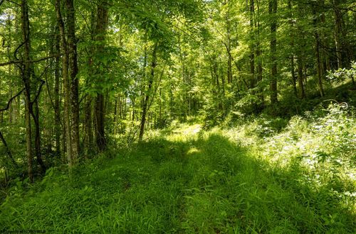 Lot 18 Lake Island Dr, Belington, WV, 26250 | Card Image