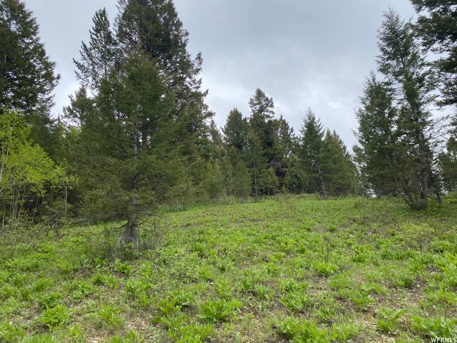 View of local wilderness | Image 56