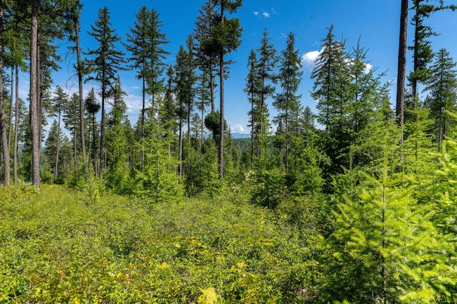 664 Saddlehorn Trl, Home with 0 bedrooms, 0 bathrooms and null parking in Bigfork MT | Image 27