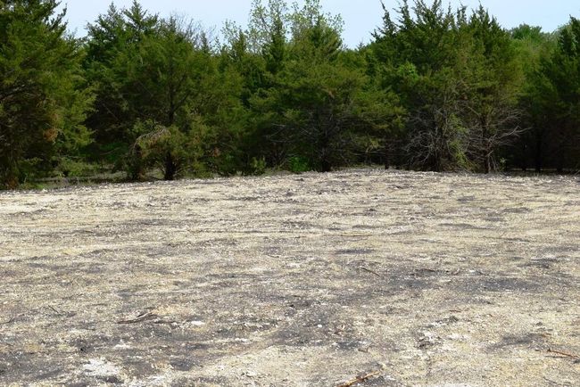 View of nature featuring a view of trees | Image 19