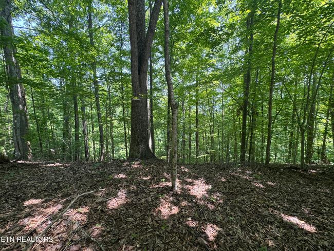 44 Ridgeland Dr, Home with 0 bedrooms, 0 bathrooms and null parking in Sharps Chapel TN | Image 15