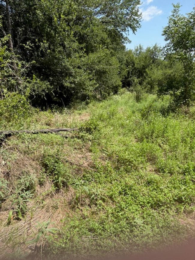 View of undeveloped land | Image 10