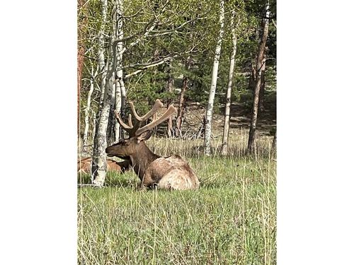 31-1565 Highway 66, Estes Park, CO, 80517 | Card Image