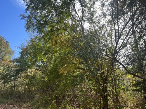 1 Clyde Webb Dr, Tennessee Ridge, TN, 37178 | Card Image