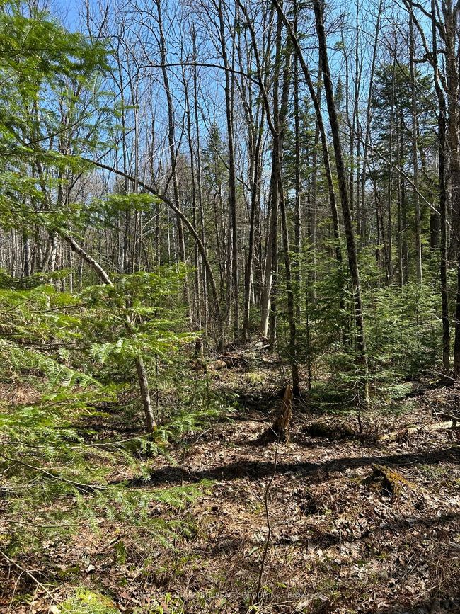 0 Madawaska Rd, Home with 0 bedrooms, 0 bathrooms and null parking in Maynooth ON | Image 8