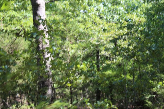 Lot 10-2 | Image 5