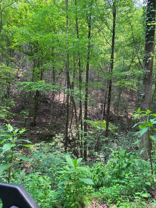 88 acres Bolden Branch Rd, Home with 0 bedrooms, 0 bathrooms and null parking in Andrews NC | Image 10