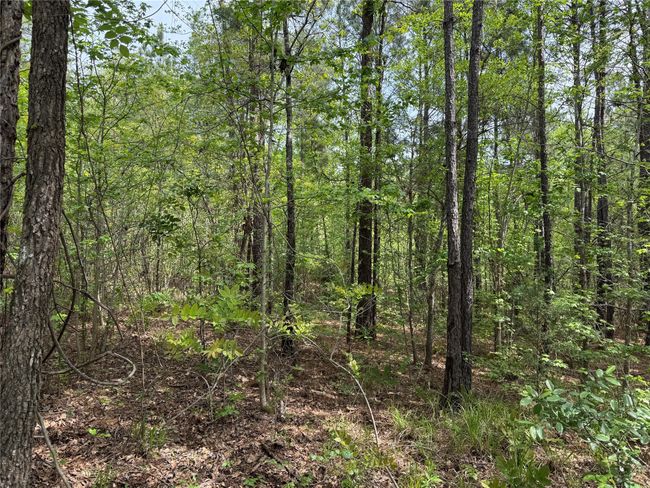 0 County Road 2742, Home with 0 bedrooms, 0 bathrooms and null parking in Naples TX | Image 26