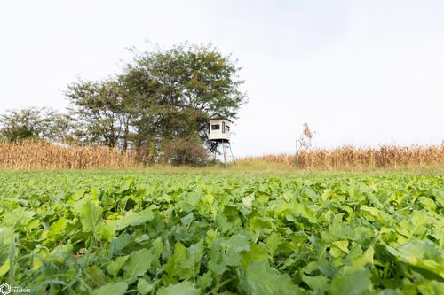 TBD Southwest Blvd, Osceola, IA, 50213 | Card Image