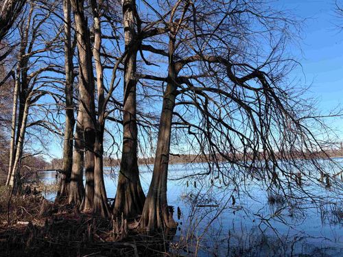 8163 Horseshoe Cir, Hughes, AR, 72348 | Card Image