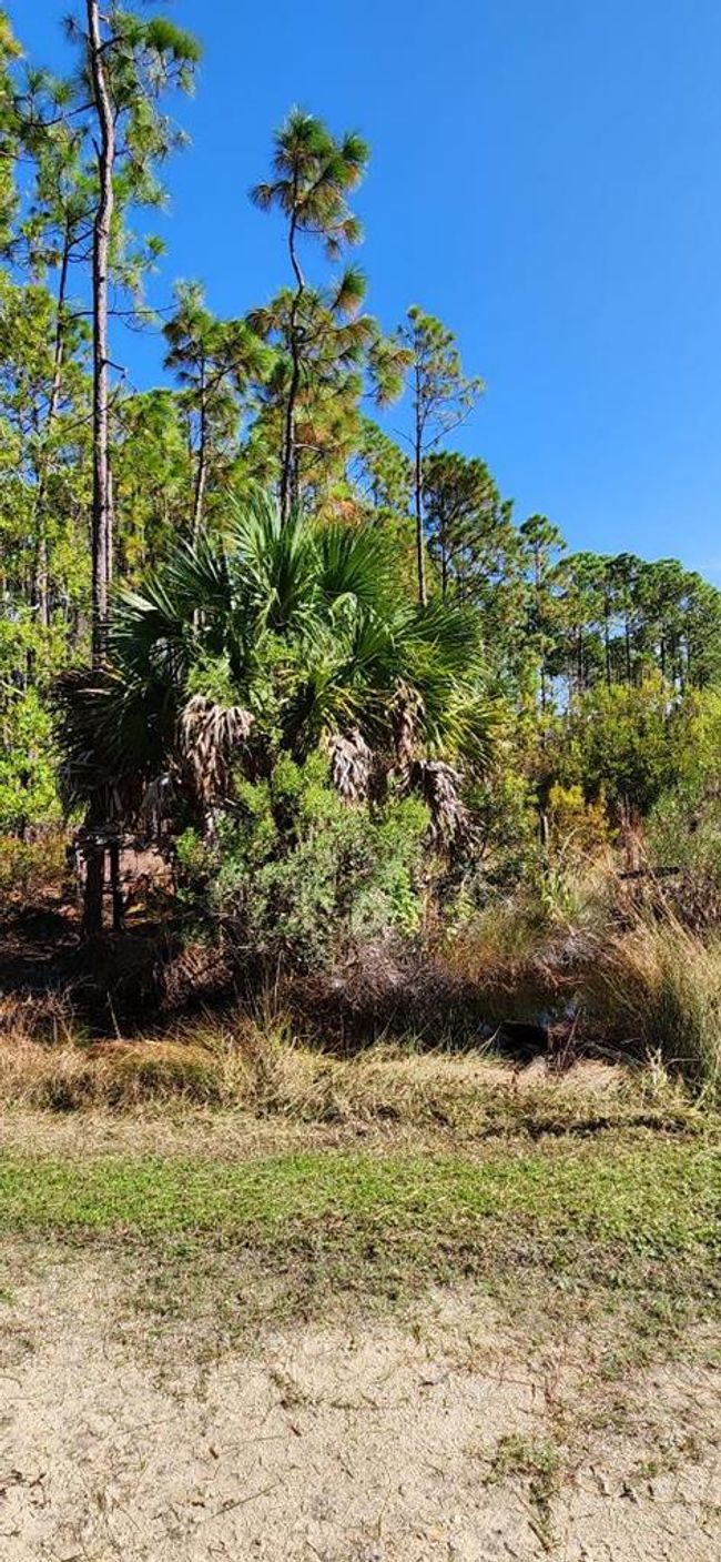 LOT 8 Sw 104th St, Home with 0 bedrooms, 0 bathrooms and null parking in CEDAR KEY FL | Image 4