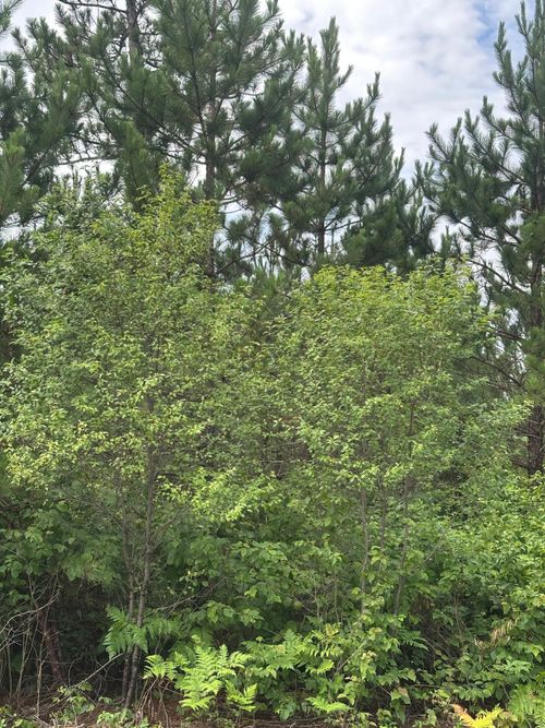 1081-east-ON Fire Tower Rd, Rhinelander, WI, 54501 | Card Image