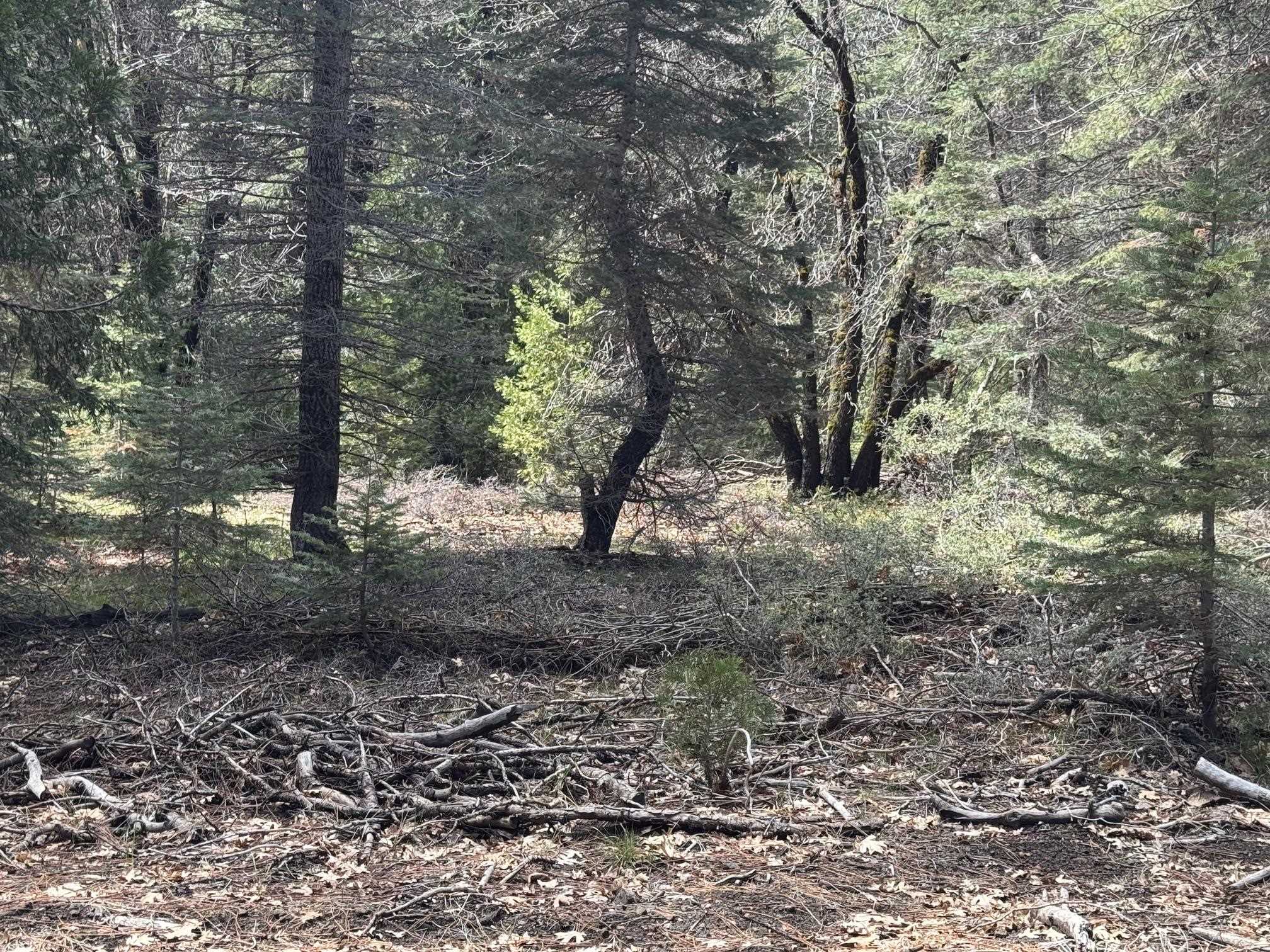 Land in McCloud 4