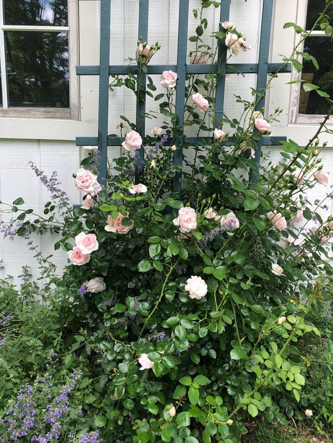 Beautiful roses in June | Image 12
