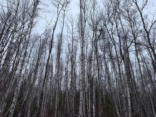 36 Otter Trail, Greenbush, ME, 04418 | Card Image