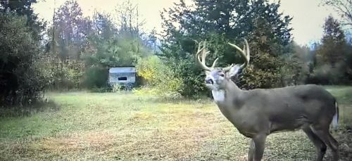 42745 Harris Rd, Belleville, MI, 48111-9508 | Card Image