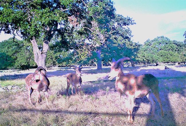 51 Deadend Rd, Home with 0 bedrooms, 0 bathrooms and null parking in Mountain Home TX | Image 4