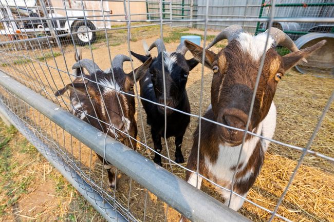 View of exterior details- goats do not convey with property | Image 7