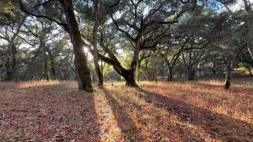 9 Garzas (Lot 49) Trail, Carmel, CA, 93923 | Card Image