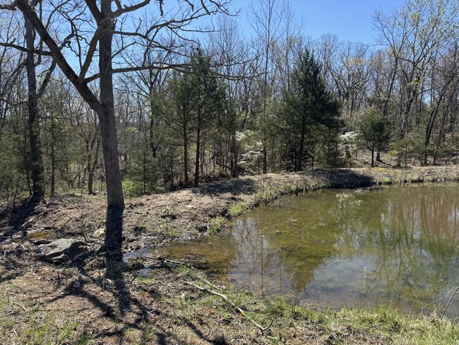 Pond | Image 4