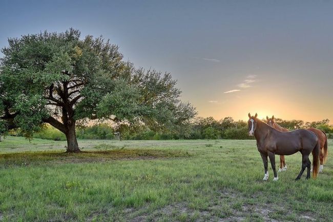 8456 Schuster Rd, Home with 5 bedrooms, 4 bathrooms and 2 parking in Ledbetter TX | Image 6